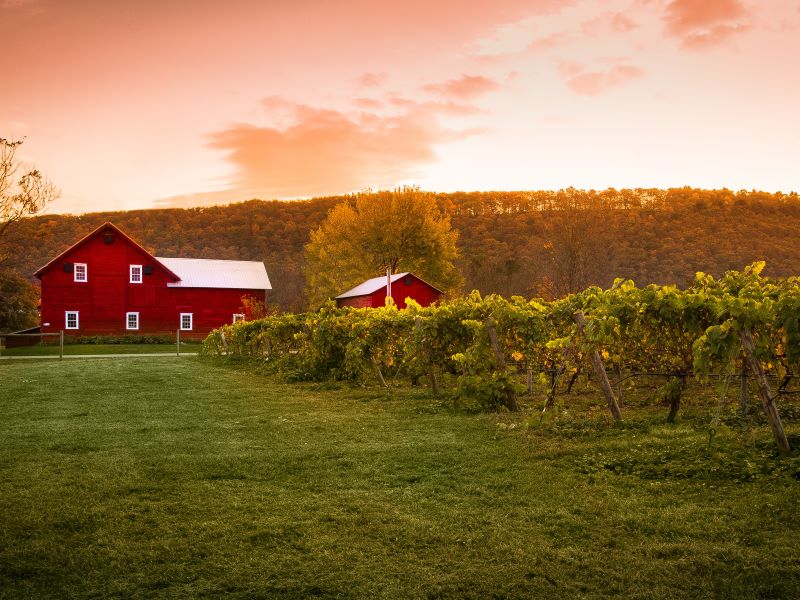 Grovedale Winery & Vineyards