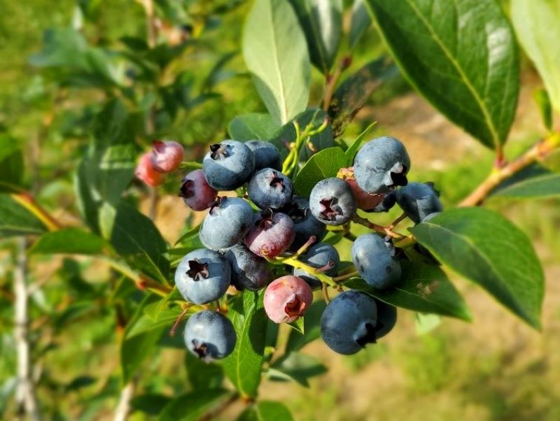 Blueberry bushes