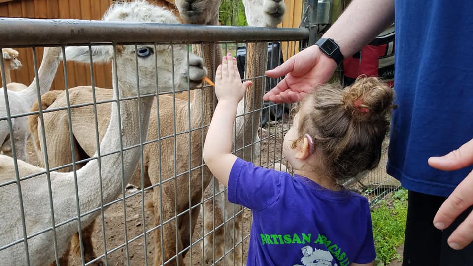 Artisan Alpacas, Dushore, PA.