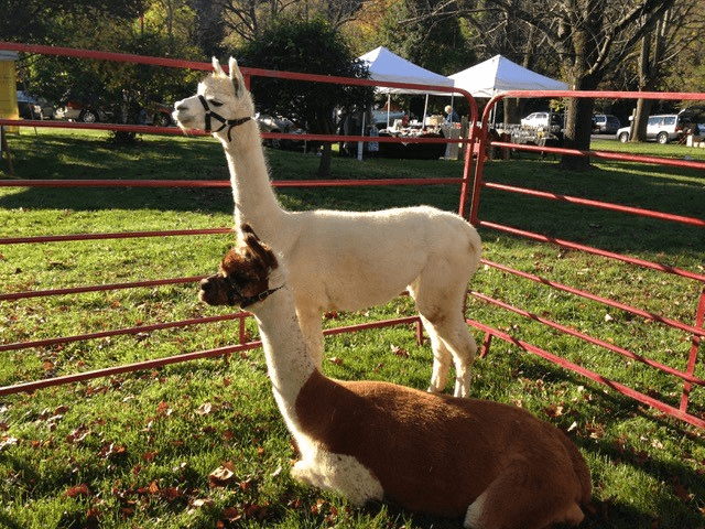 Alpacas of Sunshine Farm