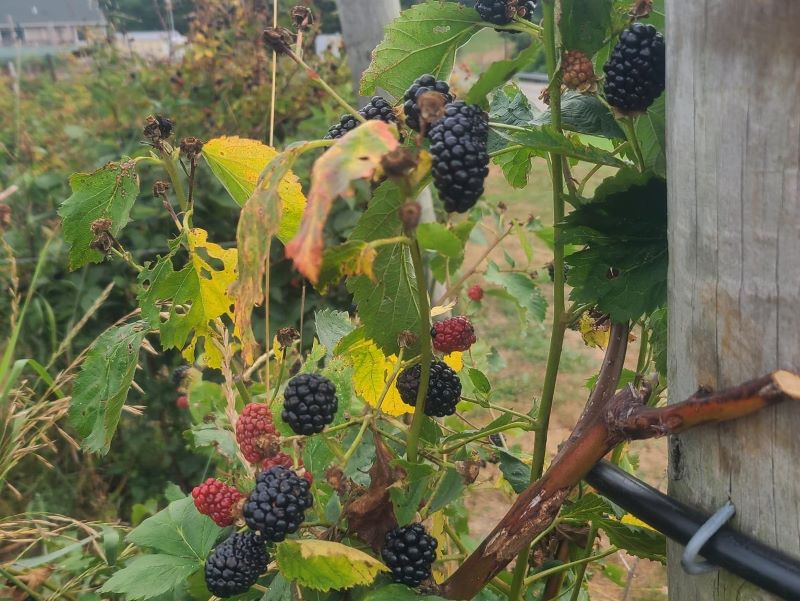 Blackberry bushes