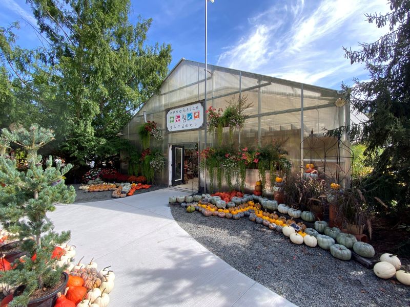 Pumpkins outside the greenhouse at Creekside Gardens