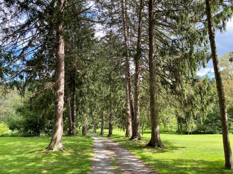Tall hemlock trees line the dirt road to the boat launch at Vosburg Neck State Park.