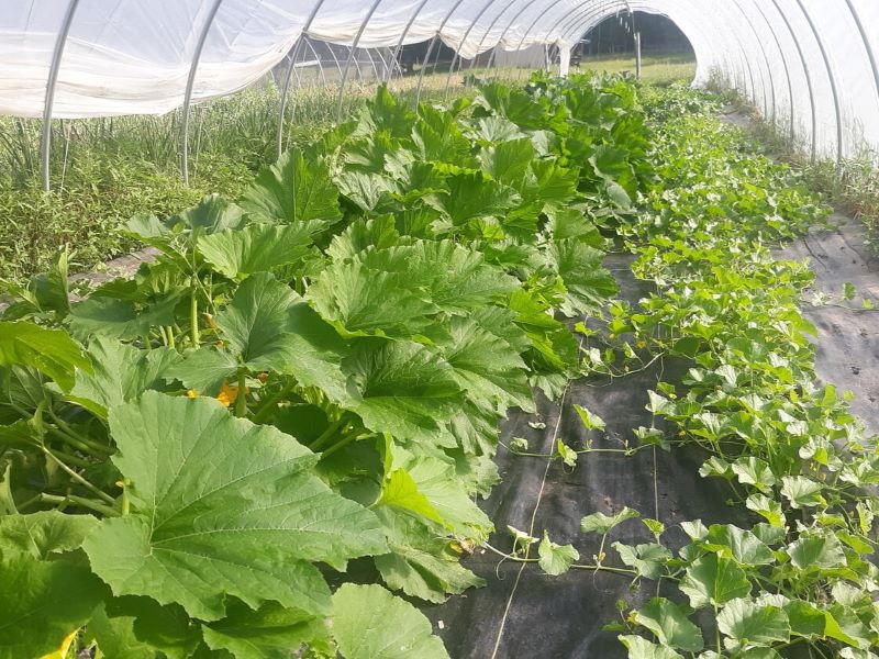 Hails Family Farms LLC