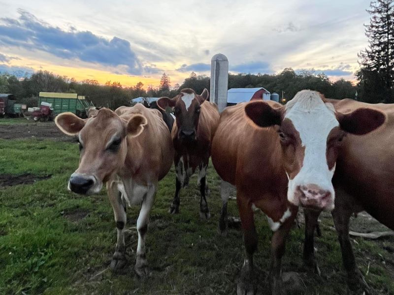 Trostle’s Dairy & Poultry Farm