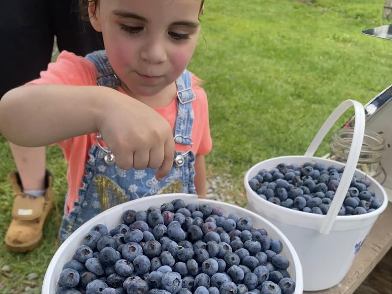 Child puts blueberries into a white bucket