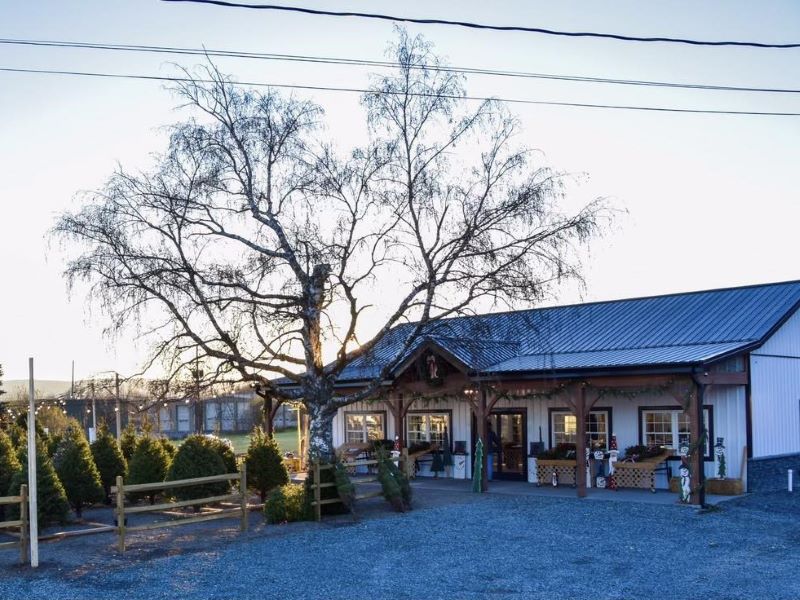 Farmers market with Christmas trees for sale