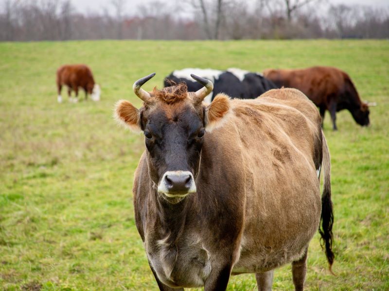 Indraloka Animal Sanctuary