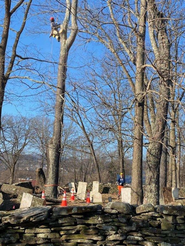 An arborist uses rigging to reach the upper portion of a dead tree