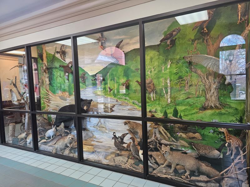 Display of taxidermy animals native to Sullivan County