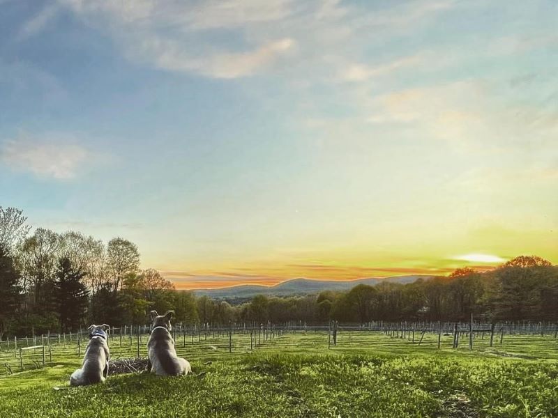 Endless Mountains Vineyards